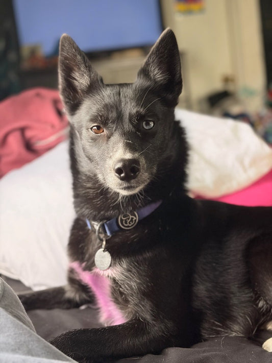 Custom Pet Cartoon Illustration - Digital Download